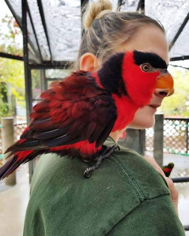 bird on woman's shoulder