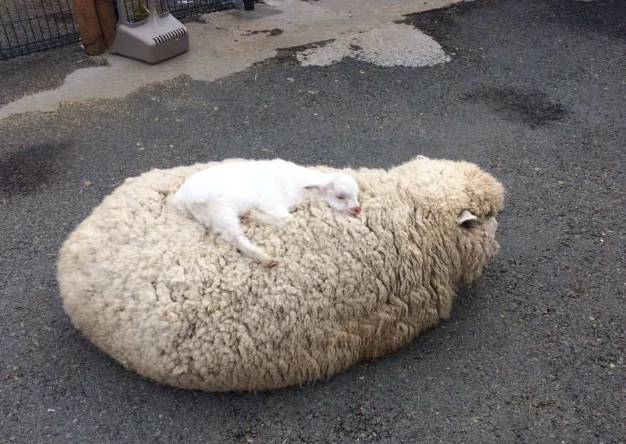 lamb on sheep