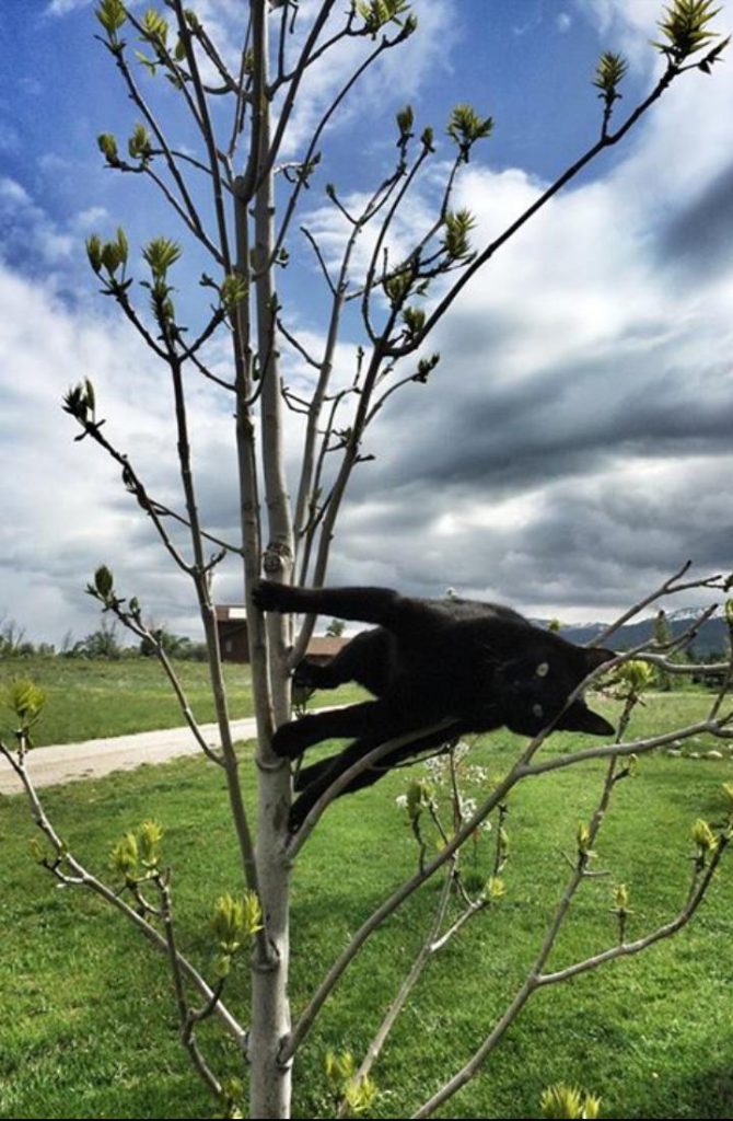 cat clings to tree