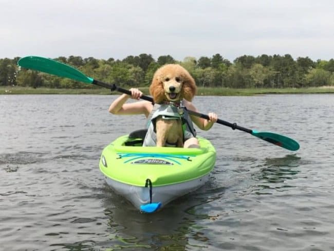 dog in boat