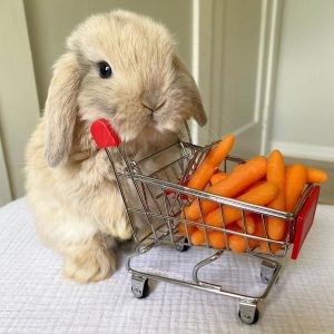 There’s a Sale on Carrots! – CUTETROPOLIS