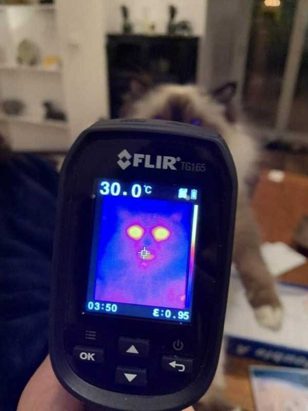 cat in monitor display