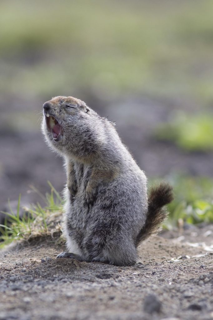 Marmot appears to be telling