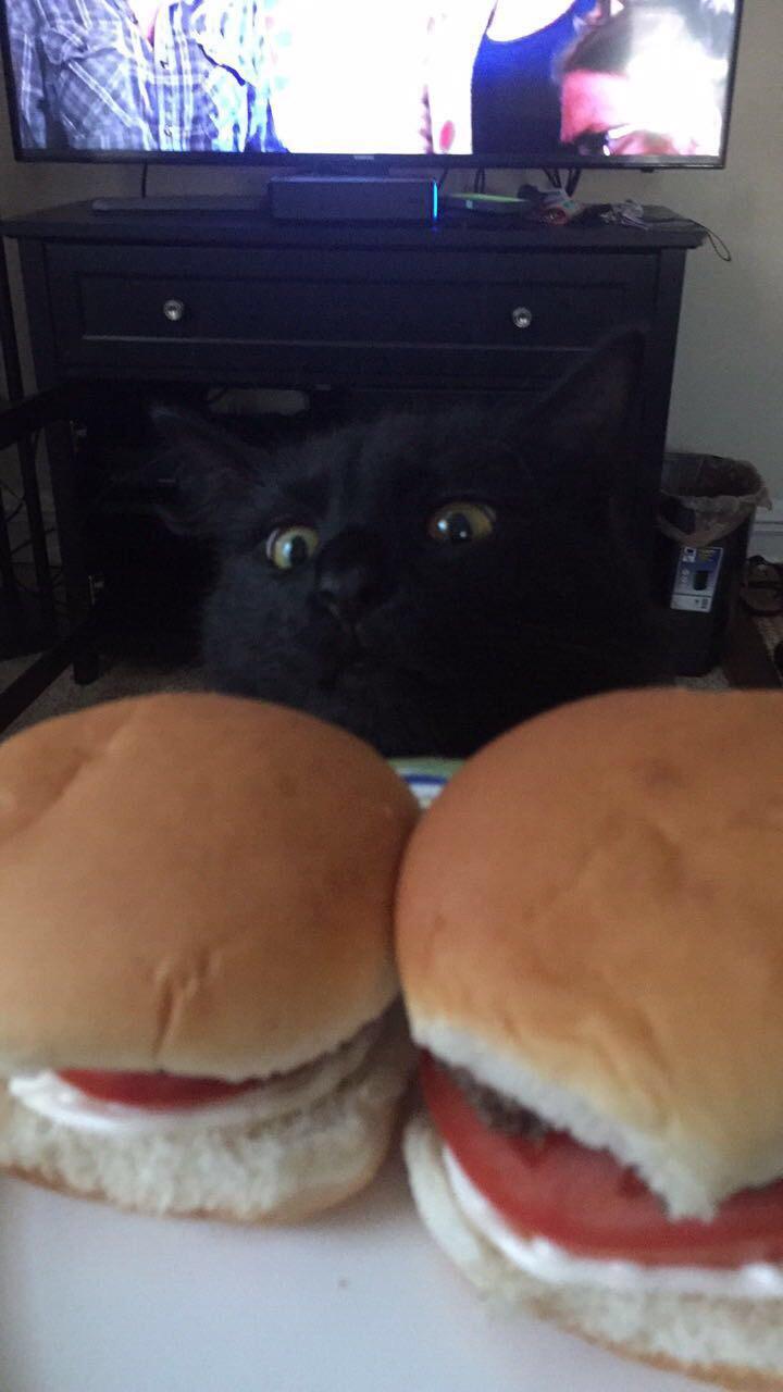 Cat looks at hamburgers