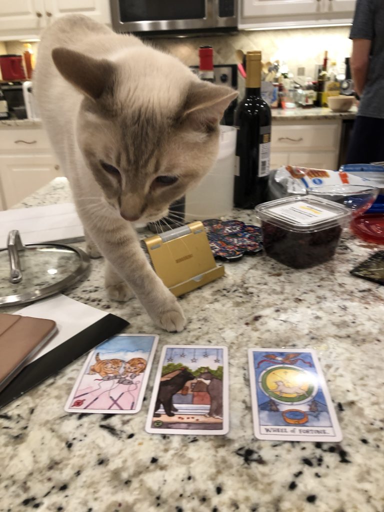cat and tarot cards