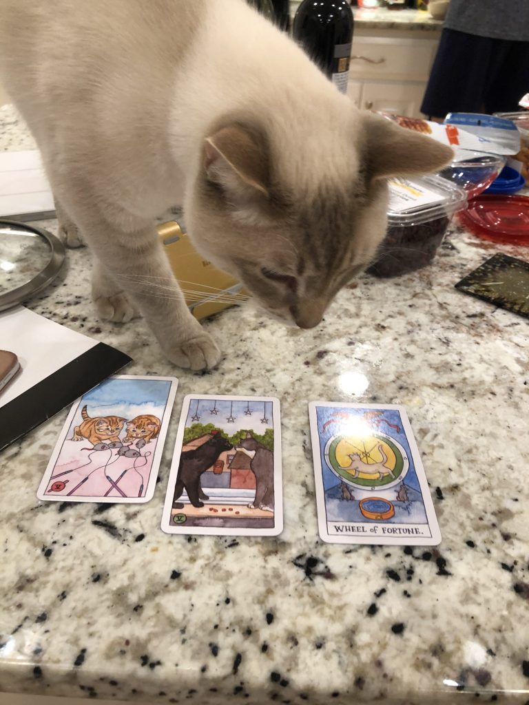 cat and tarot cards