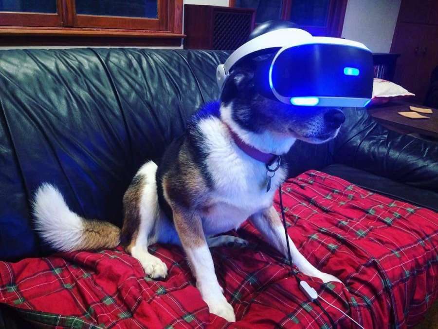 dog wears vr goggles