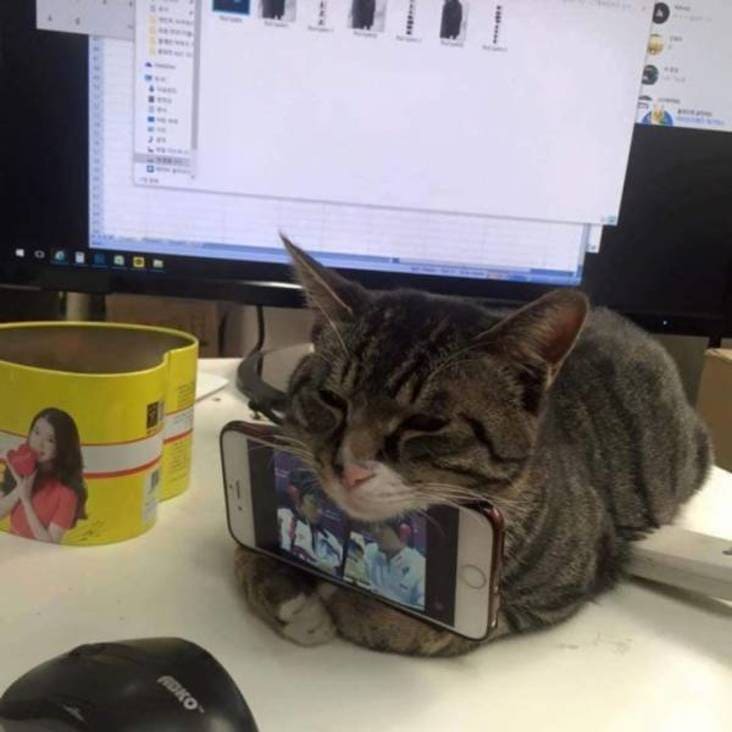 cat holds phone under chin