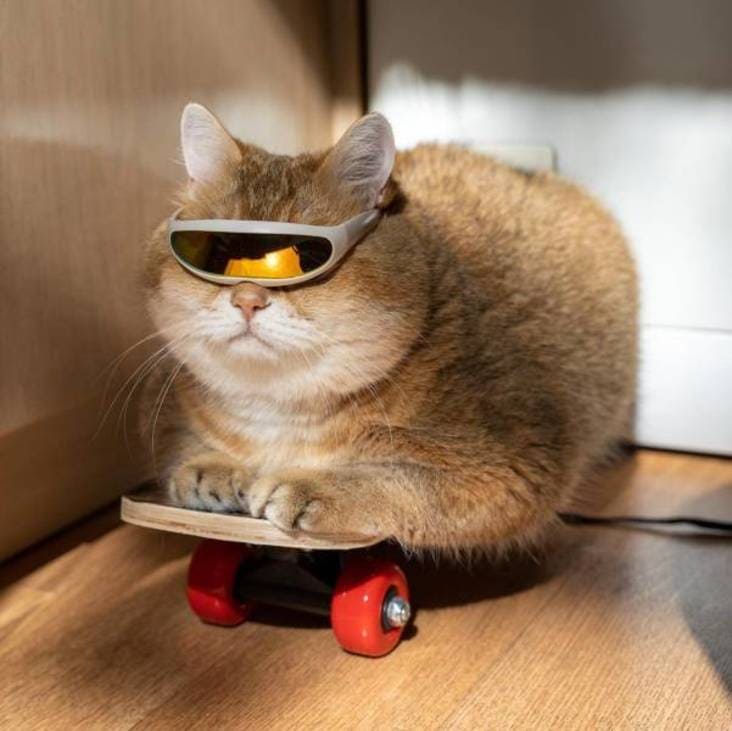 cat in goggles on skateboard