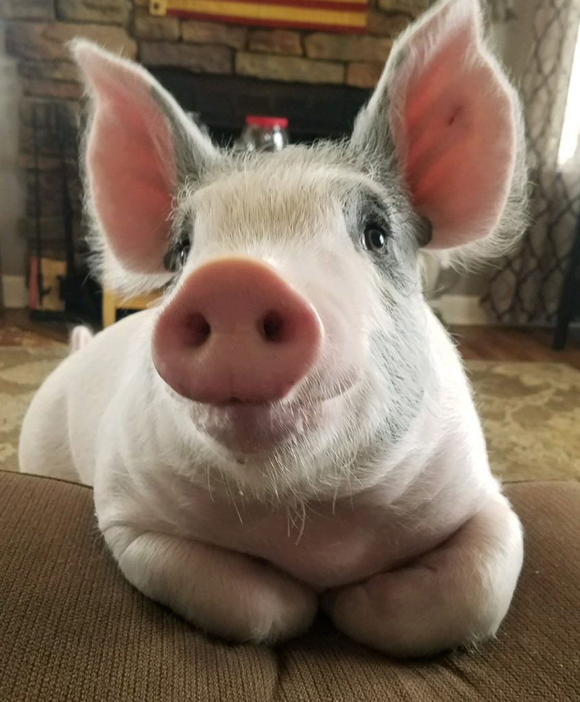 cute pig