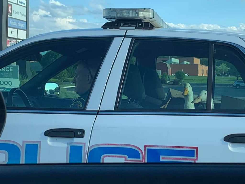 Ducks in police car