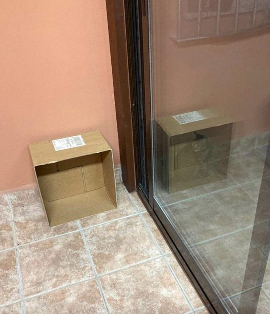 cat reflected in box