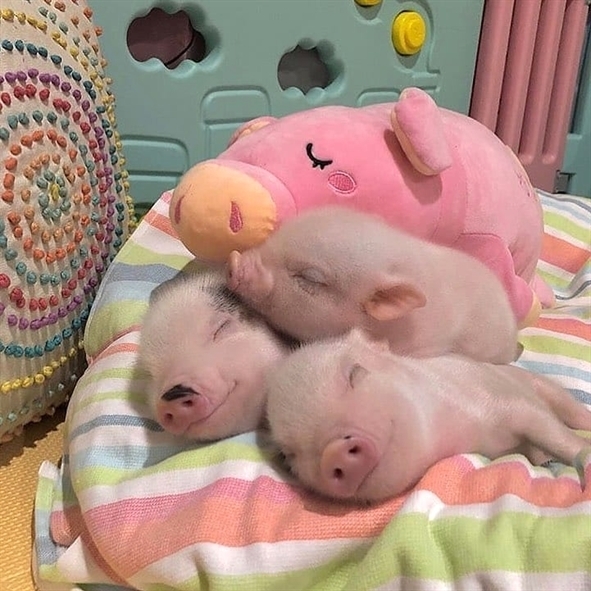 piglets sleep with stuffed pig