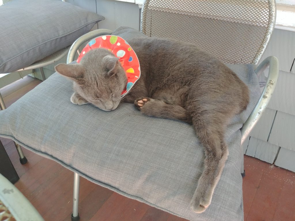 cat in colorful collar