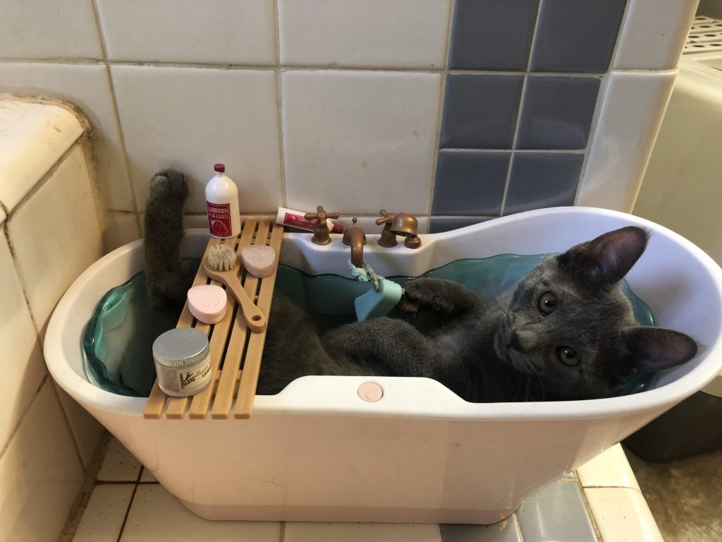cat in toy bathtub