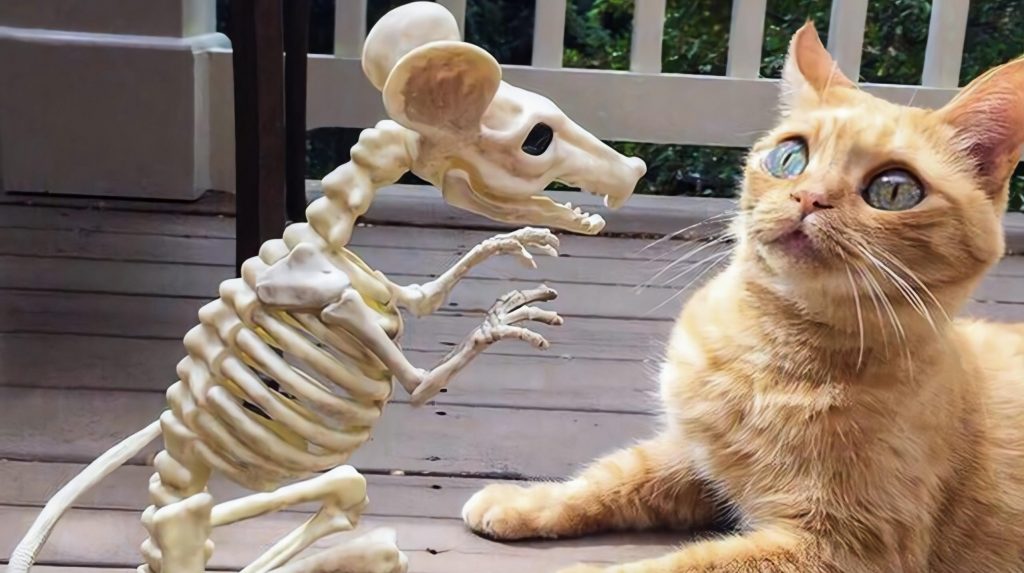 cat looks at toy mouse skeleton