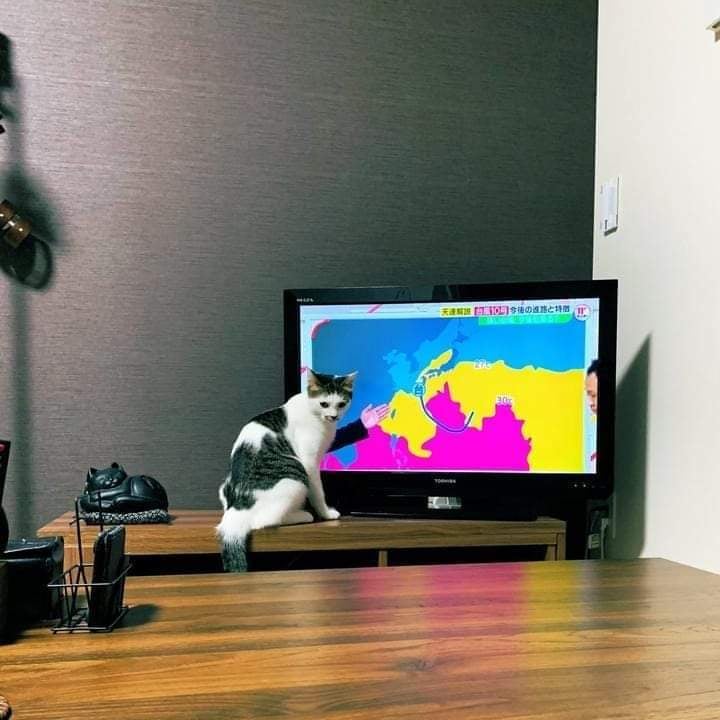 cat in front of weather map