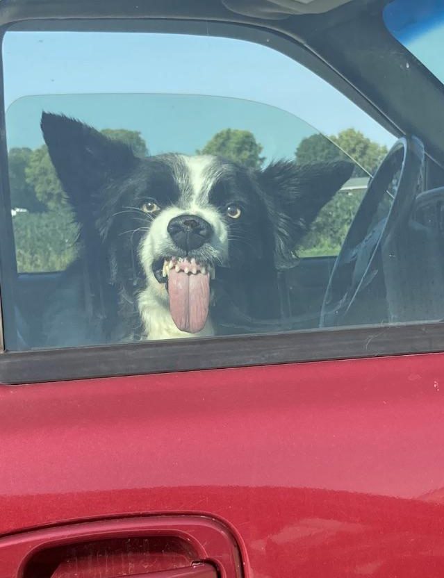 dog sticks out tongue in car