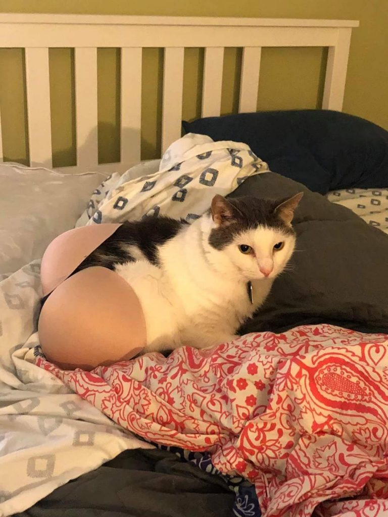 cat with pads on butt