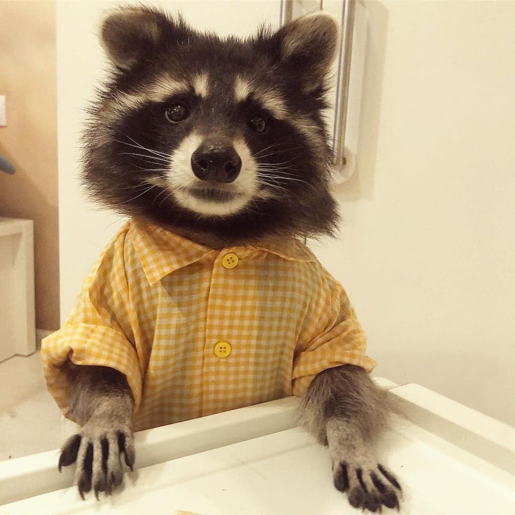 raccoon in boy's shirt