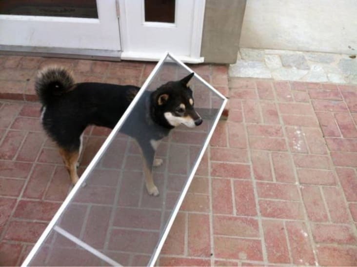 Dog with head through screen