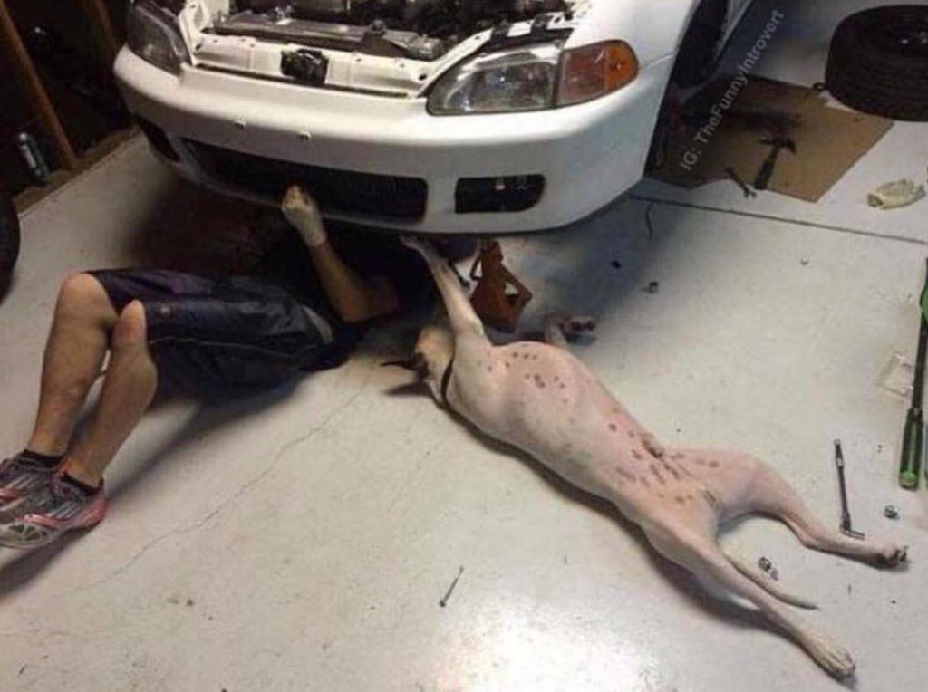 dog and man under car