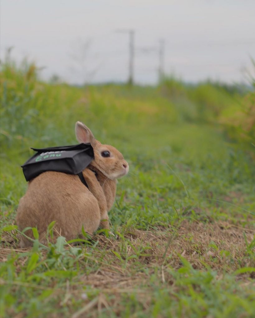 rabbit with backpack