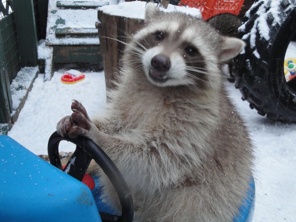 raccoon on snowplow