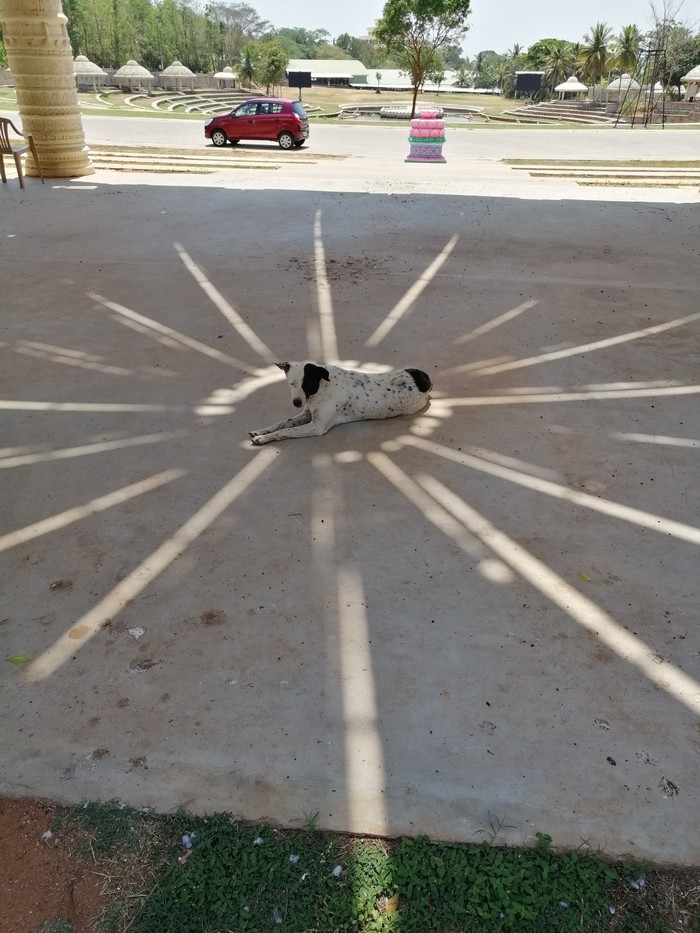 dog sits in star light