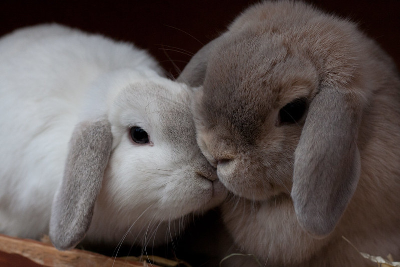 Rabbits touch noses