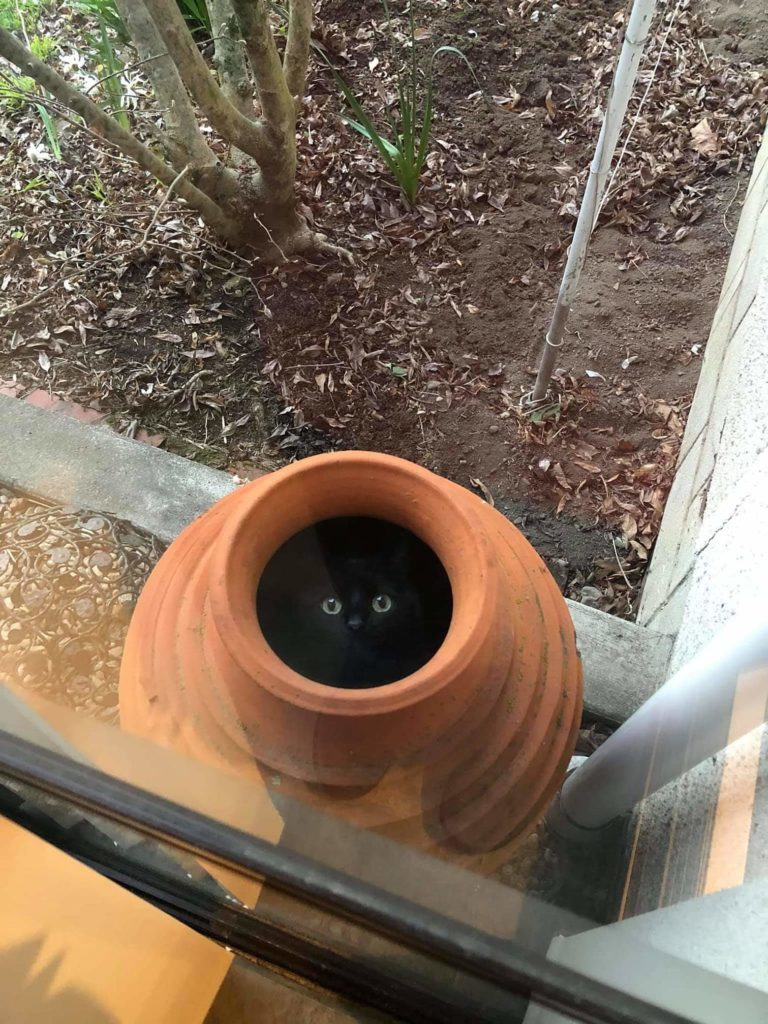Cat in planter