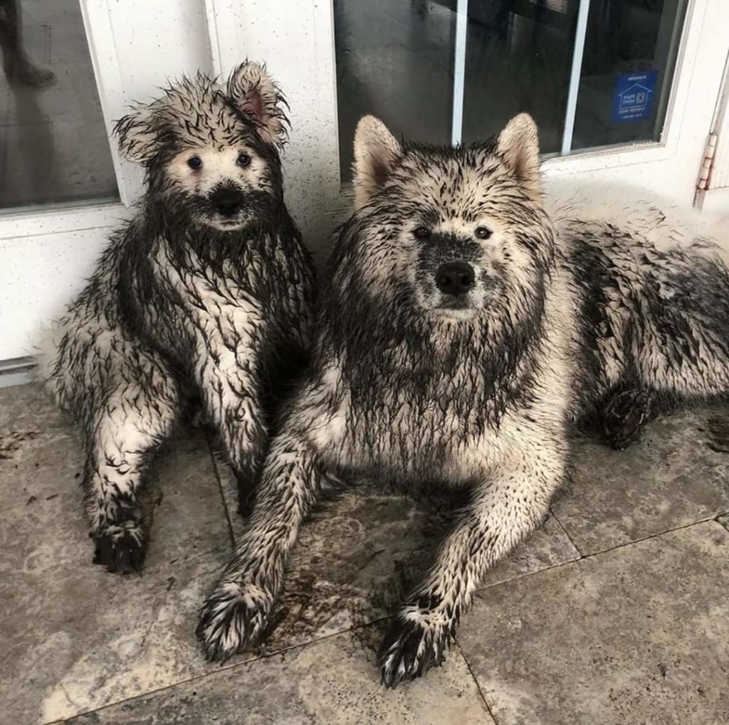 dogs covered in mud