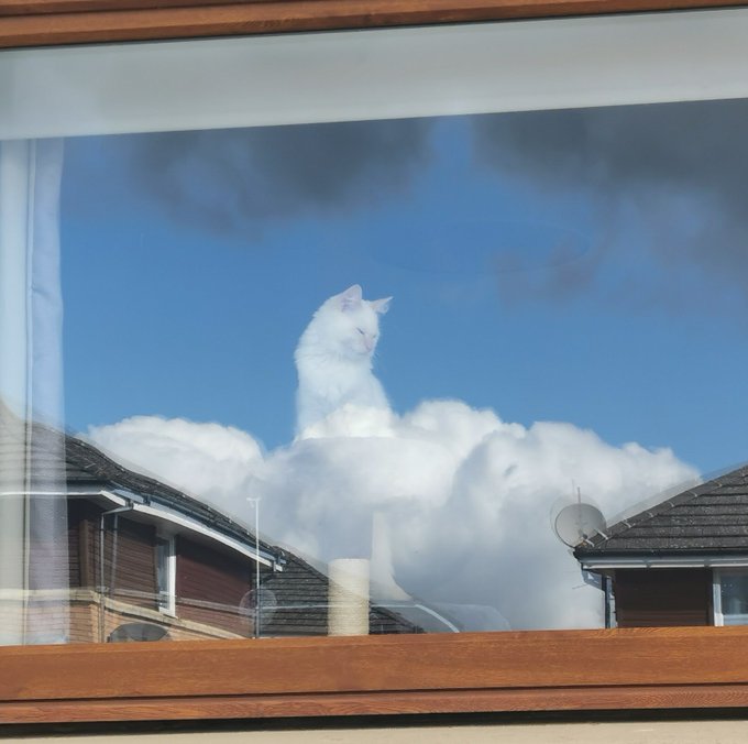 cat in cloud