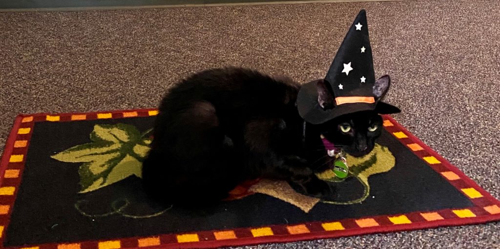 Cat in witch hat