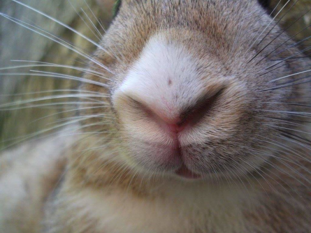 Rabbit nose