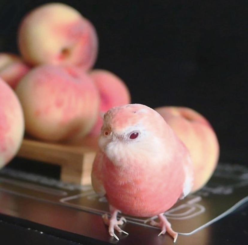 bird looks like peach