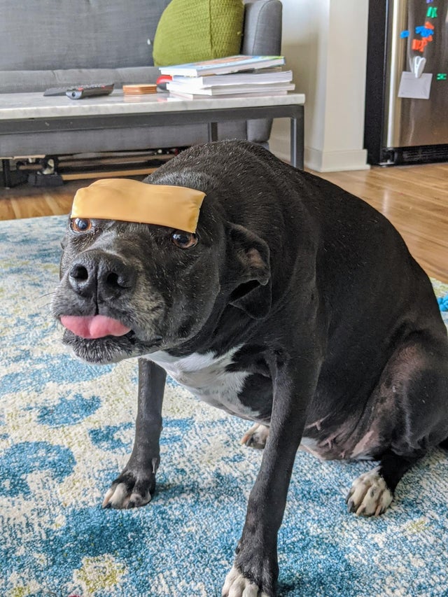 dog with cheese on head