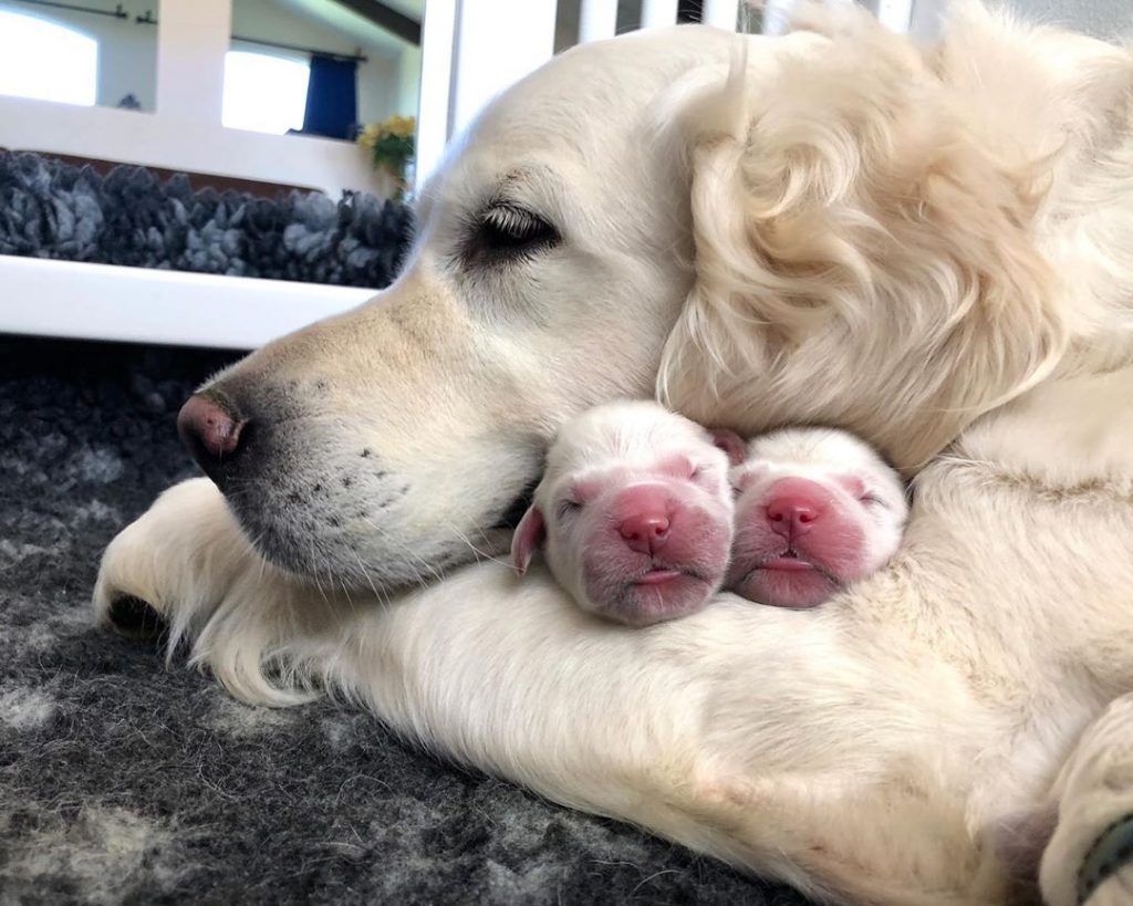puppies sleep in mom dog's arm