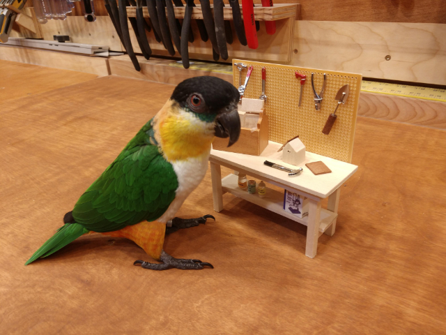 parrot with toy workbench