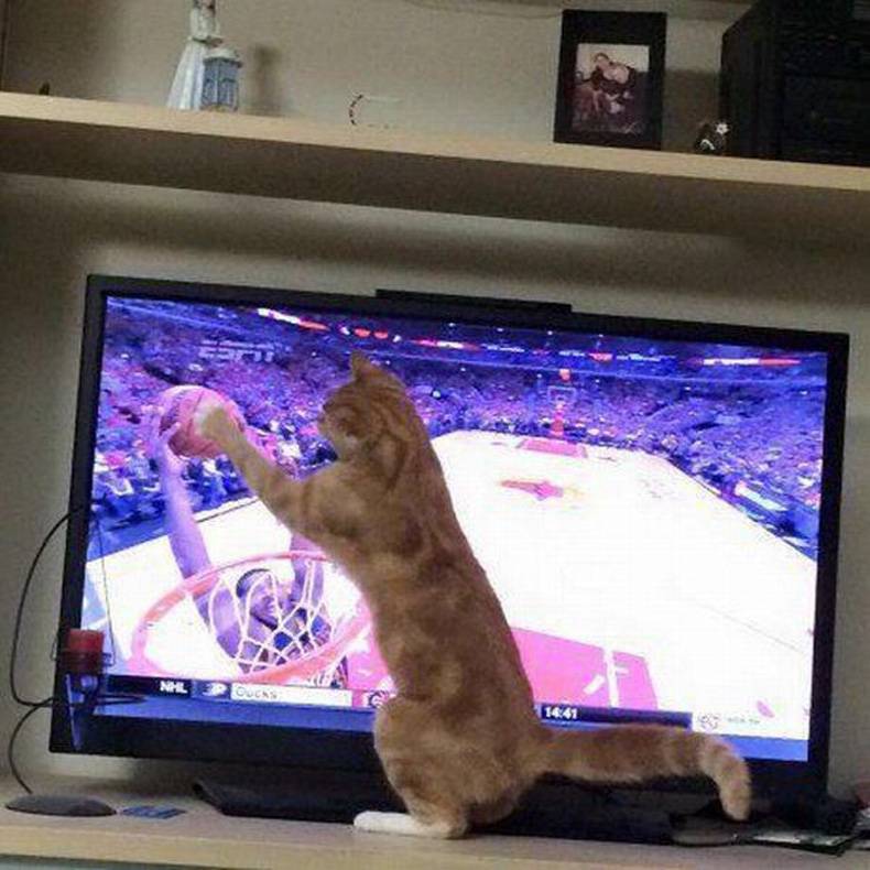 cat blocks basketball shot on tv