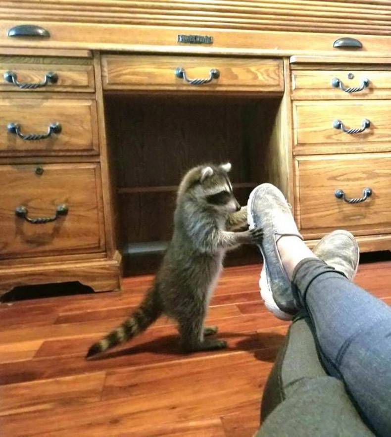 raccoon touches shoes