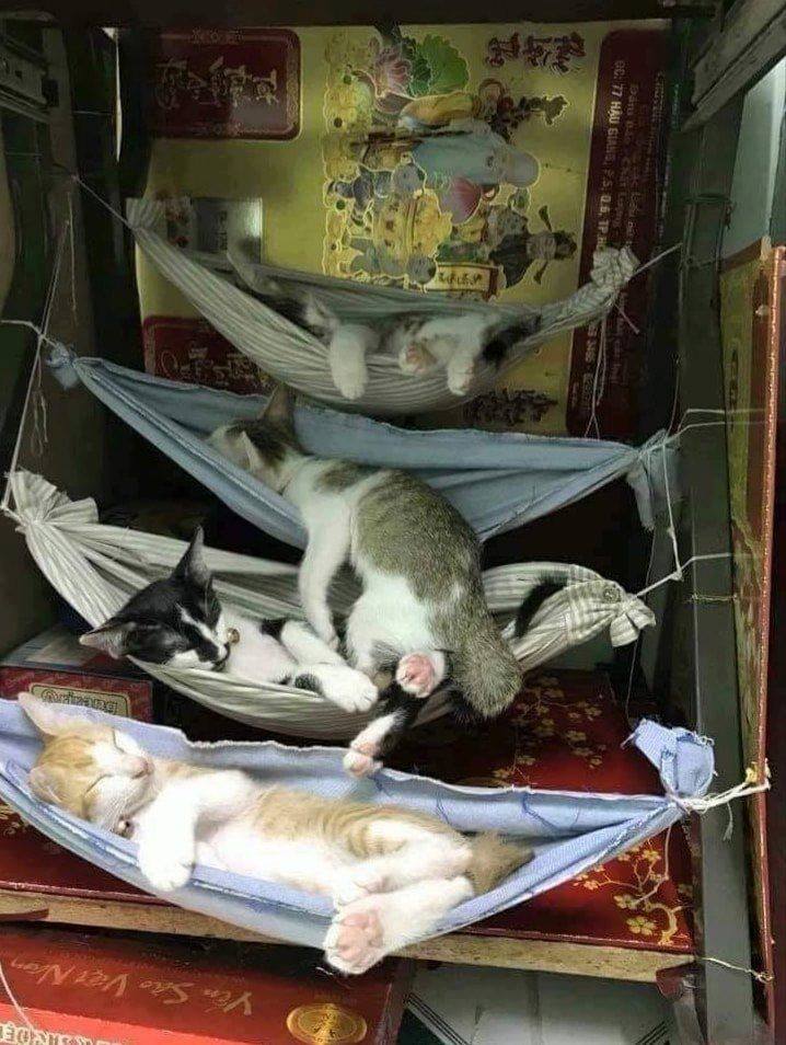 Cats sleep in hammocks