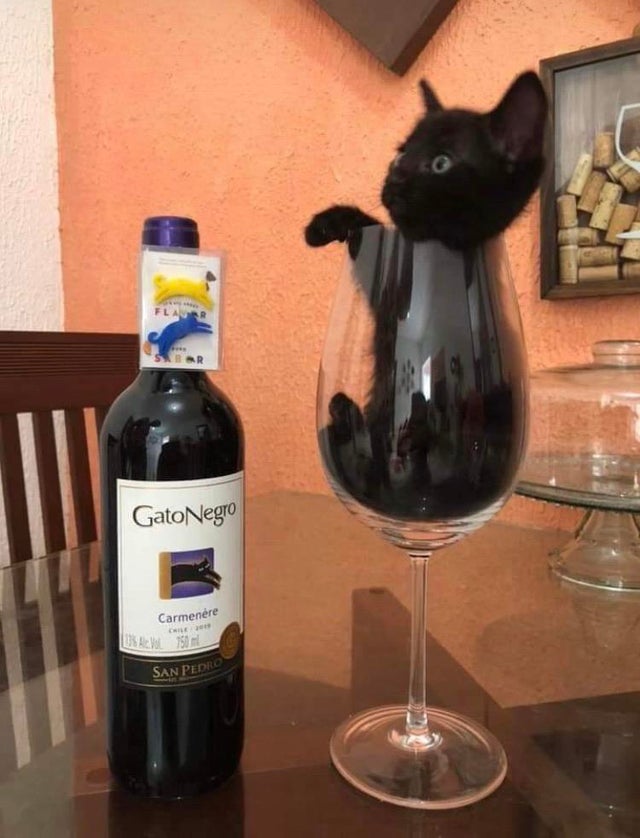 Cat in wine glass