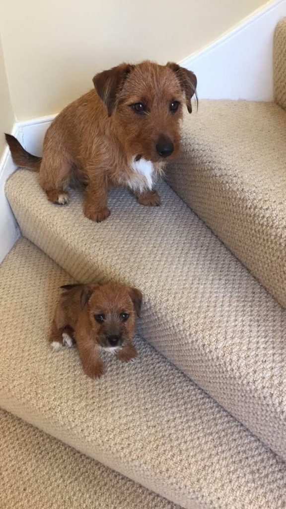 Dogs on stairs