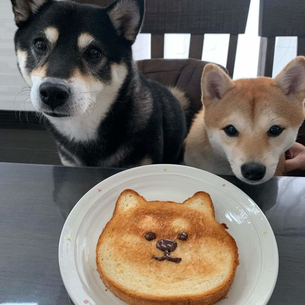 Dogs and sandwich shaped like dog