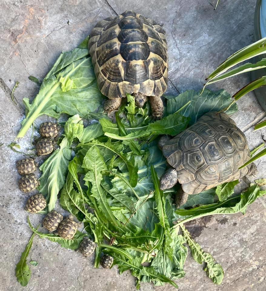 Tortoise family eats