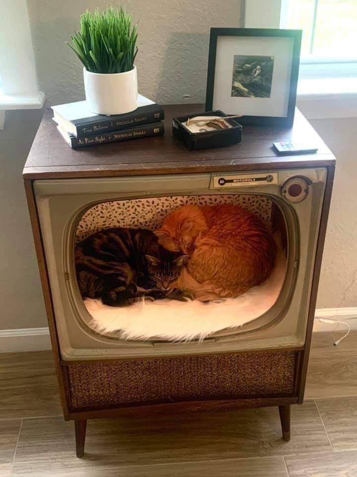Cats sleep in tv set