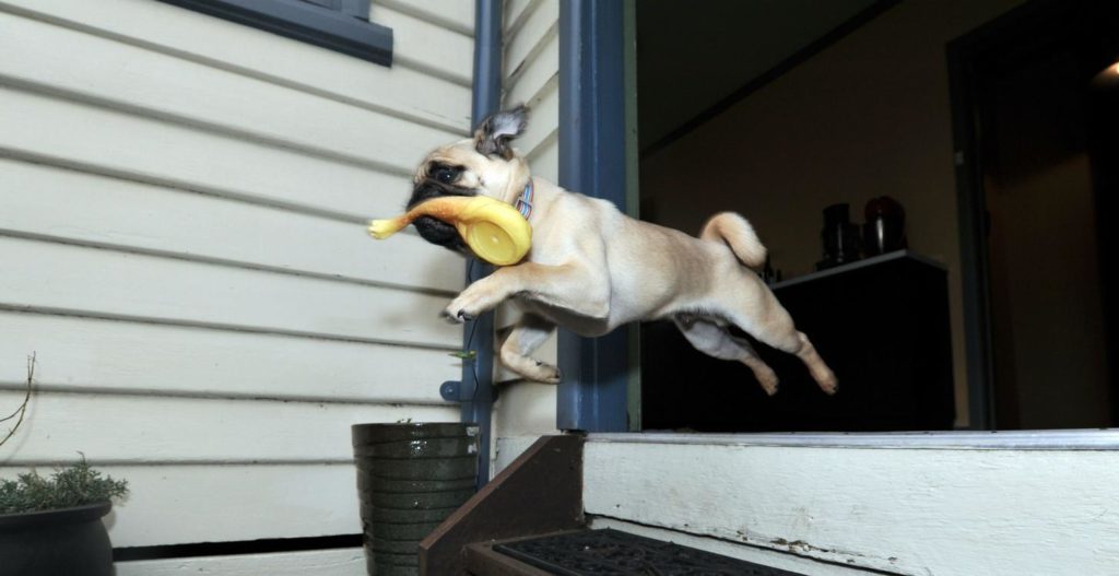 Pug dog leaps from door with toy