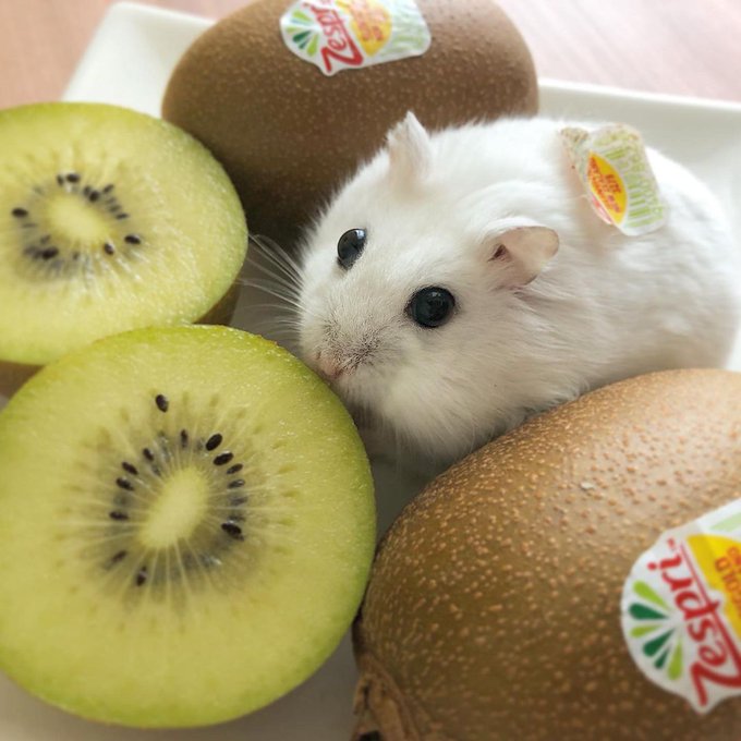 Hamster and kiwi fruits