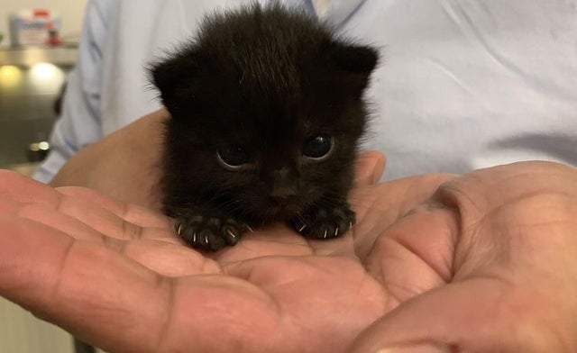 Small black kitten